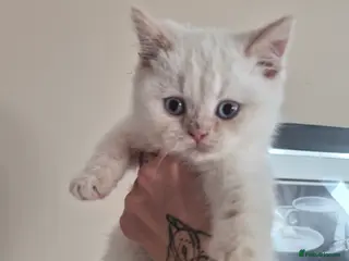 British Shorthair cats for sale: Only one baby left! Stunning fluffy baby ready now - Advert 2