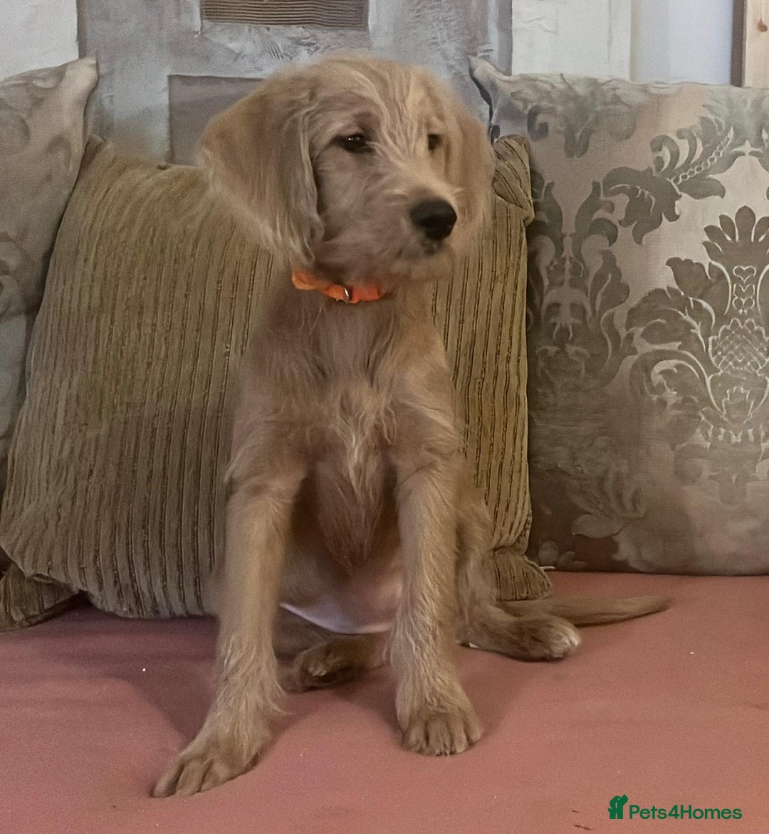 Labradoodle dogs for sale: Absolutely beautiful Labradoodles - Advert 34