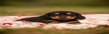 Miniature Dachshund 1
