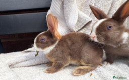Rex rabbits for sale: stunning baby girl mini rex  - Image 10