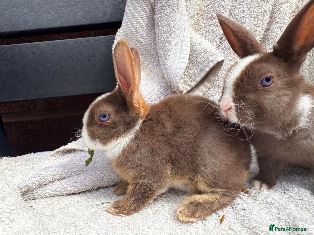 Rex rabbits for sale: stunning baby girl mini rex  - Image 10