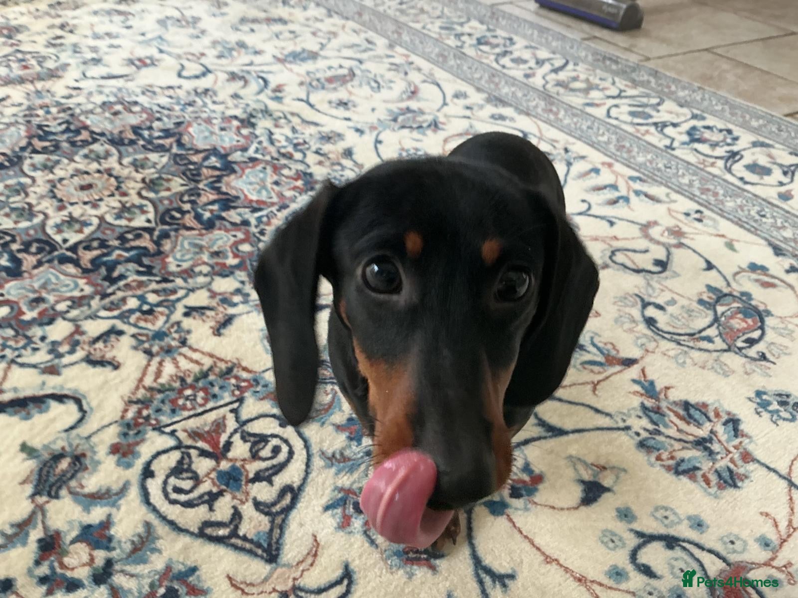 Dachshund dogs Mumford - Advert 1