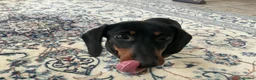 Dachshund dogs for sale: Mumford - Advert 1