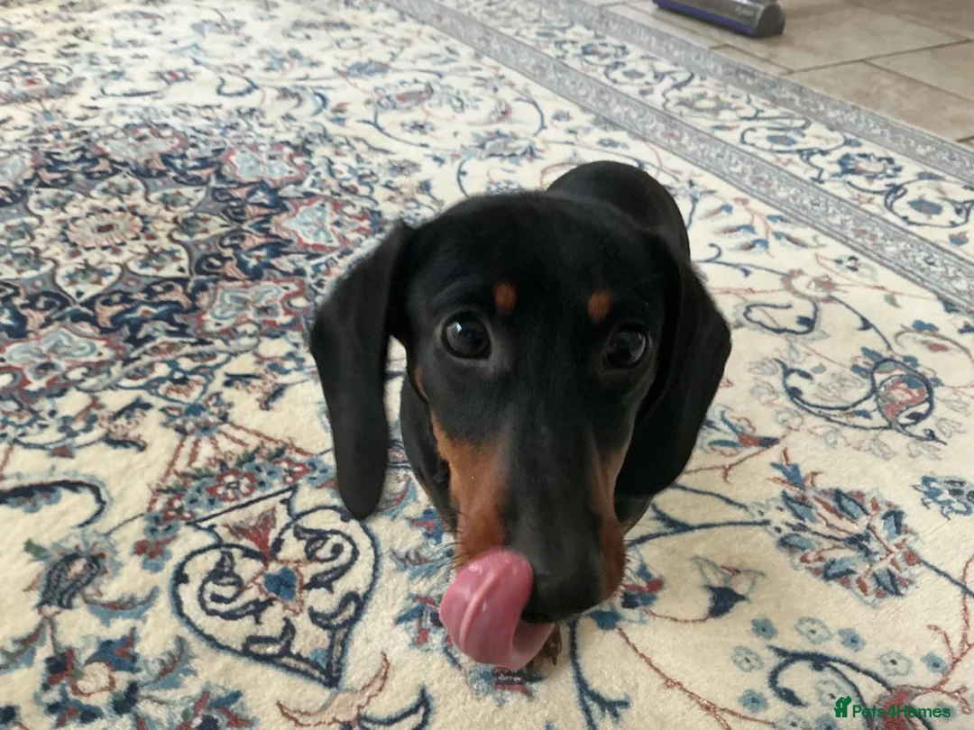 Dachshund dogs for sale: Mumford - Advert 1