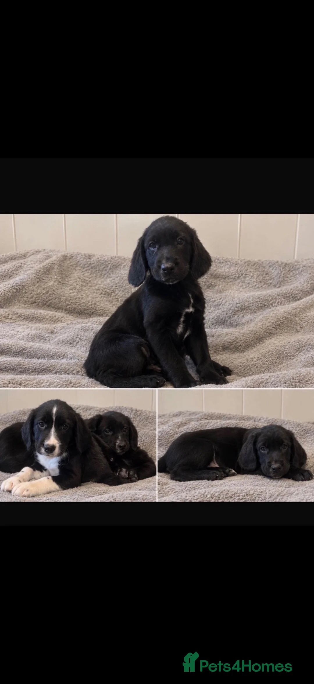 Mixed Breed dogs for sale: Cocker Spaniel Puppies  - Advert 6