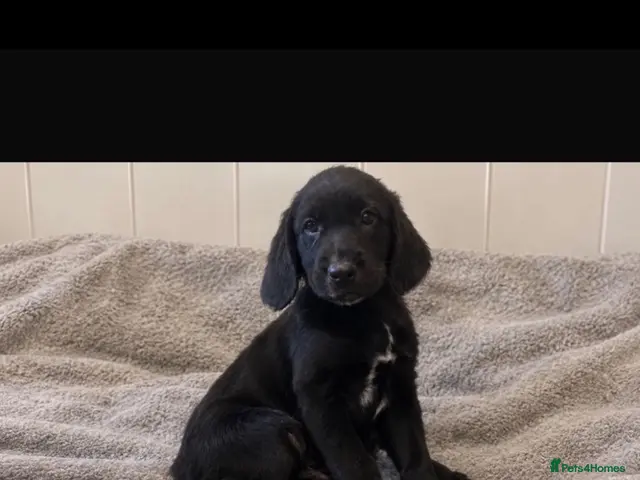Mixed Breed dogs for sale: Cocker Spaniel Puppies - Advert 1
