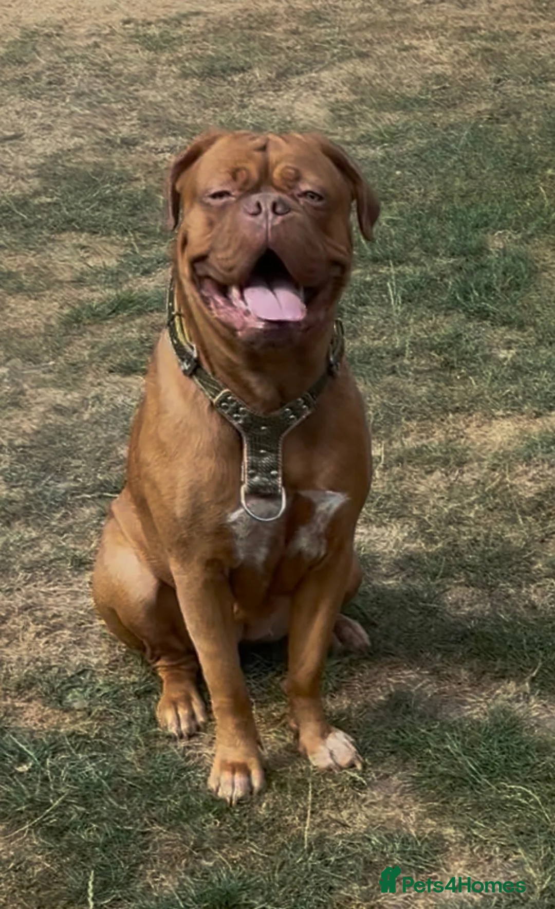 Dogue De Bordeaux dogs for sale: Dogue de bordeux in Solihull - Advert 5