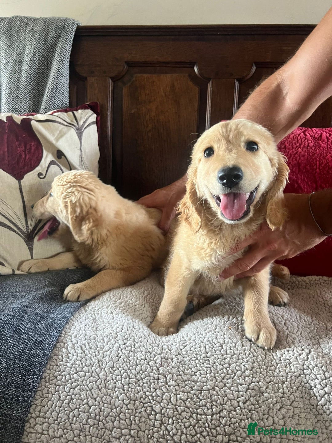 Goldendoodle dogs for sale: Healthy happy small golden retriever type puppies - Image 11