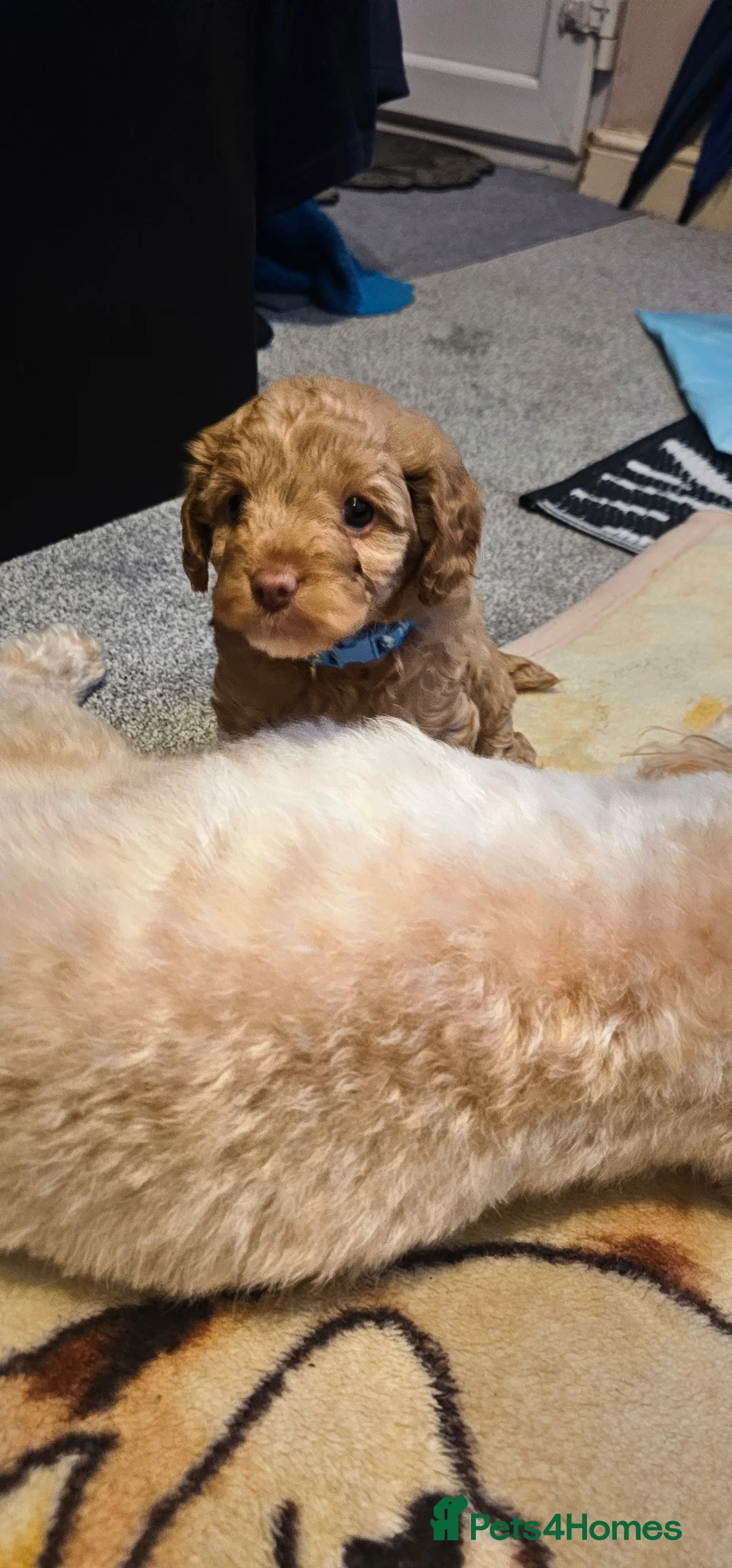 Cavapoo dogs for sale: Cavapoo for sale - Advert 7
