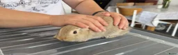 Mixed Breed rabbits for sale: Stunning, Hand-Reared Bunnies Seeking Forever home - Advert 3