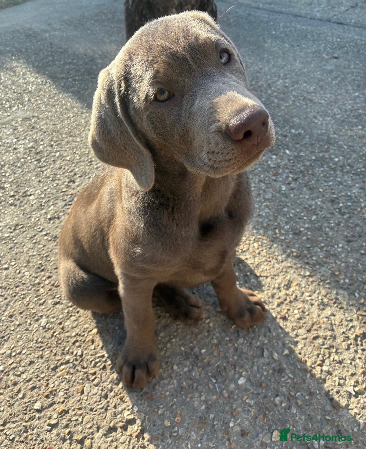 Labrador Retriever dogs 11 weeks old KC Silver Lab Girl   - Advert 2