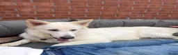 German Shepherd dogs for sale:  Beautiful White German Shepherd – Monty in Ripley - Advert 4