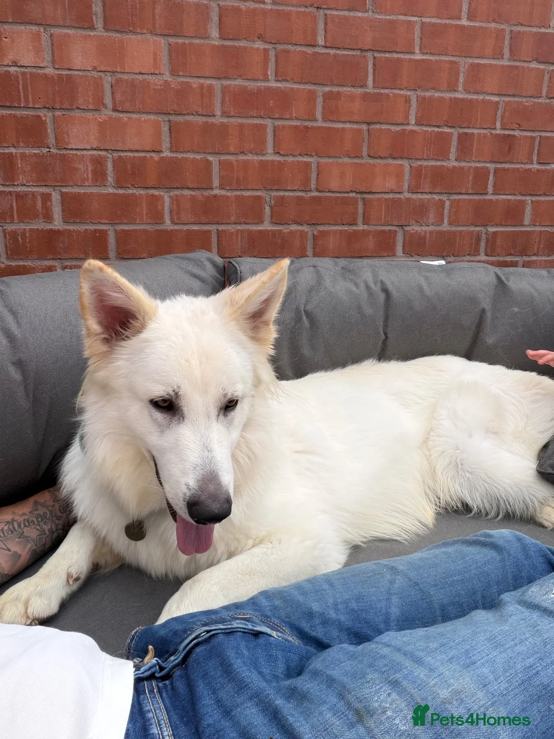 German Shepherd dogs for sale:  Beautiful White German Shepherd – Monty in Ripley - Advert 4