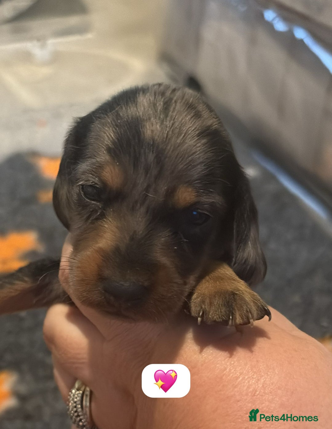 Dachshund dogs for sale: Miniature dachshund puppy’s for sale  - Image 11