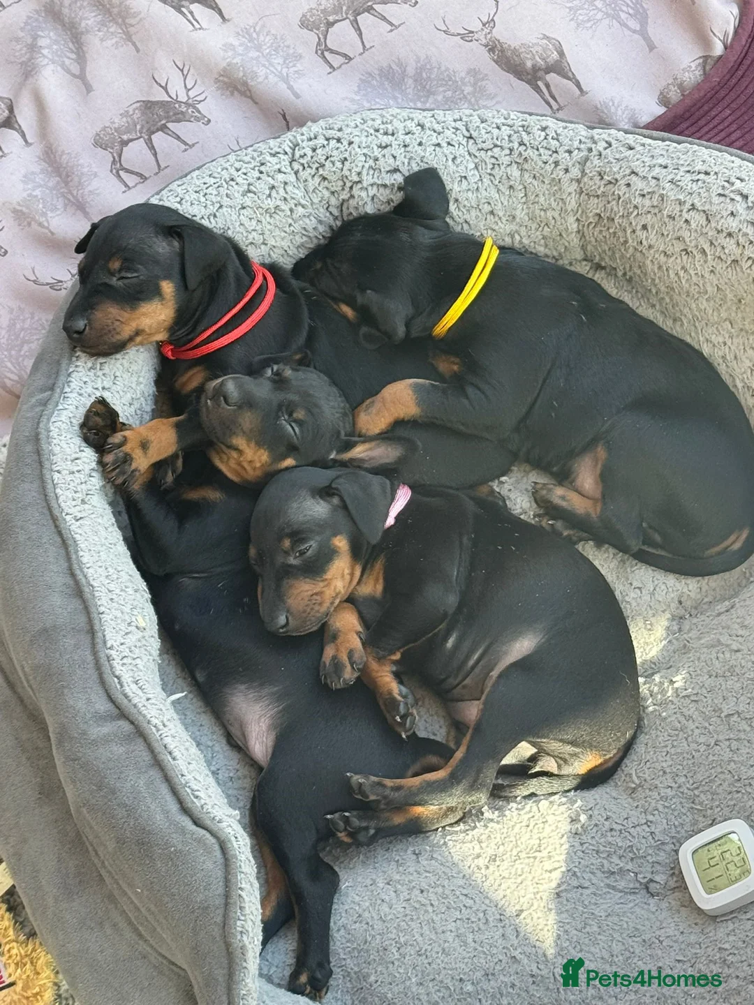 Manchester Terrier dogs for sale: RKC registered Manchester Terrier puppies in Horsham - Advert 2