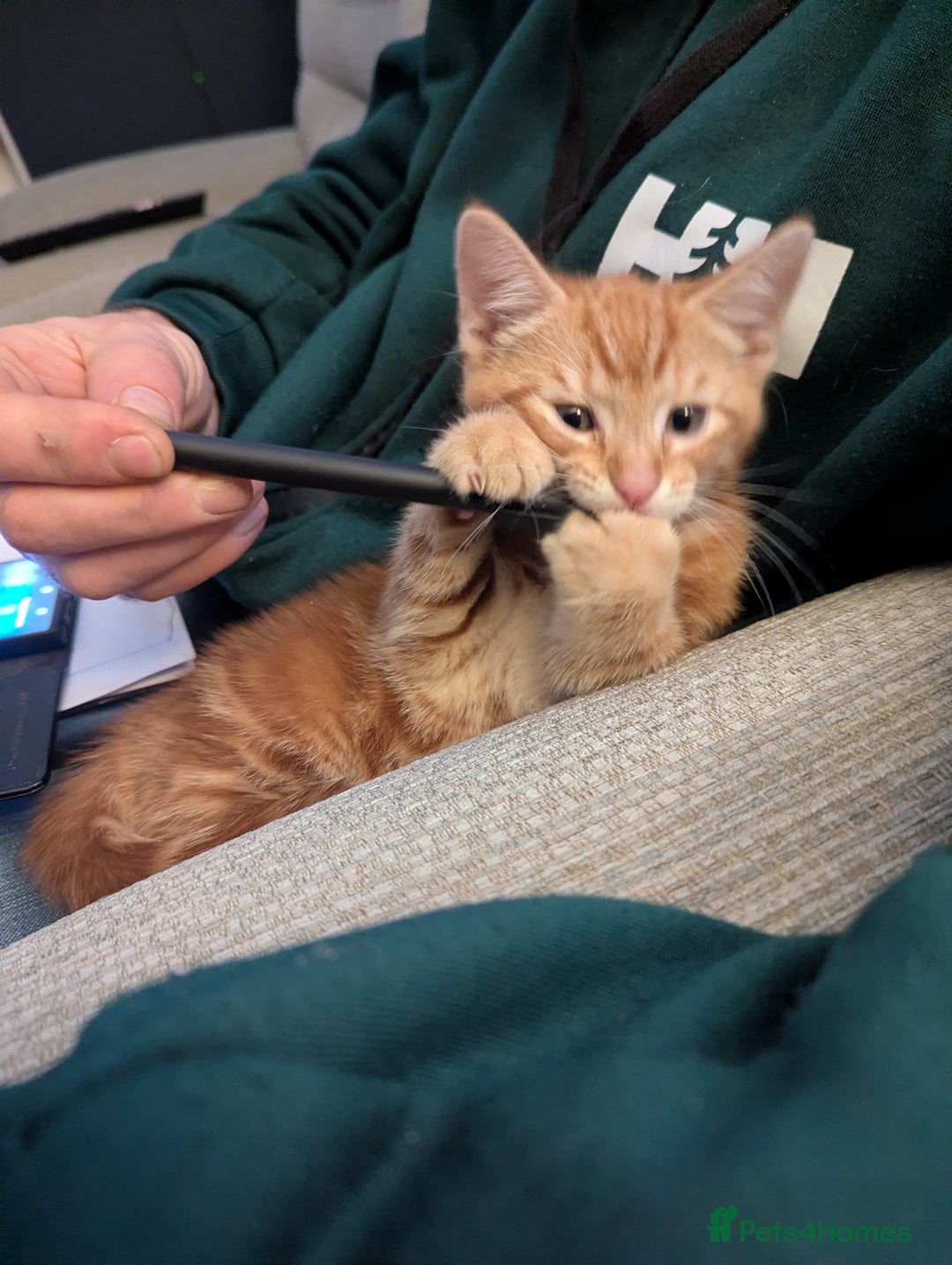 Mixed Breed cats for sale: Gorgeous ginger boys - Advert 7