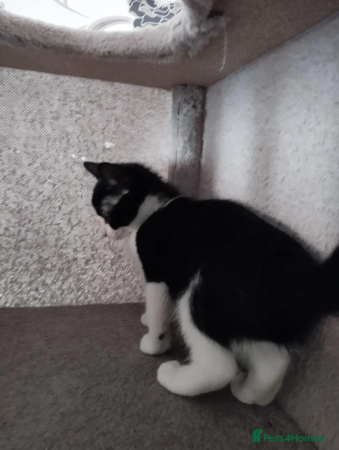British Shorthair cats for sale: 2 lovely kittens search new homes  - Advert 2