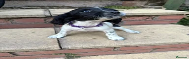 English Springer Spaniel 7
