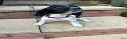 English Springer Spaniel dogs for sale: ESS Puppies Ready to leave  - Advert 5