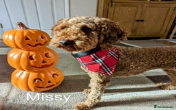 Cavapoo dogs for sale: 🔥 Waiting List for our next litter - F1 Cavapoos - Advert 4