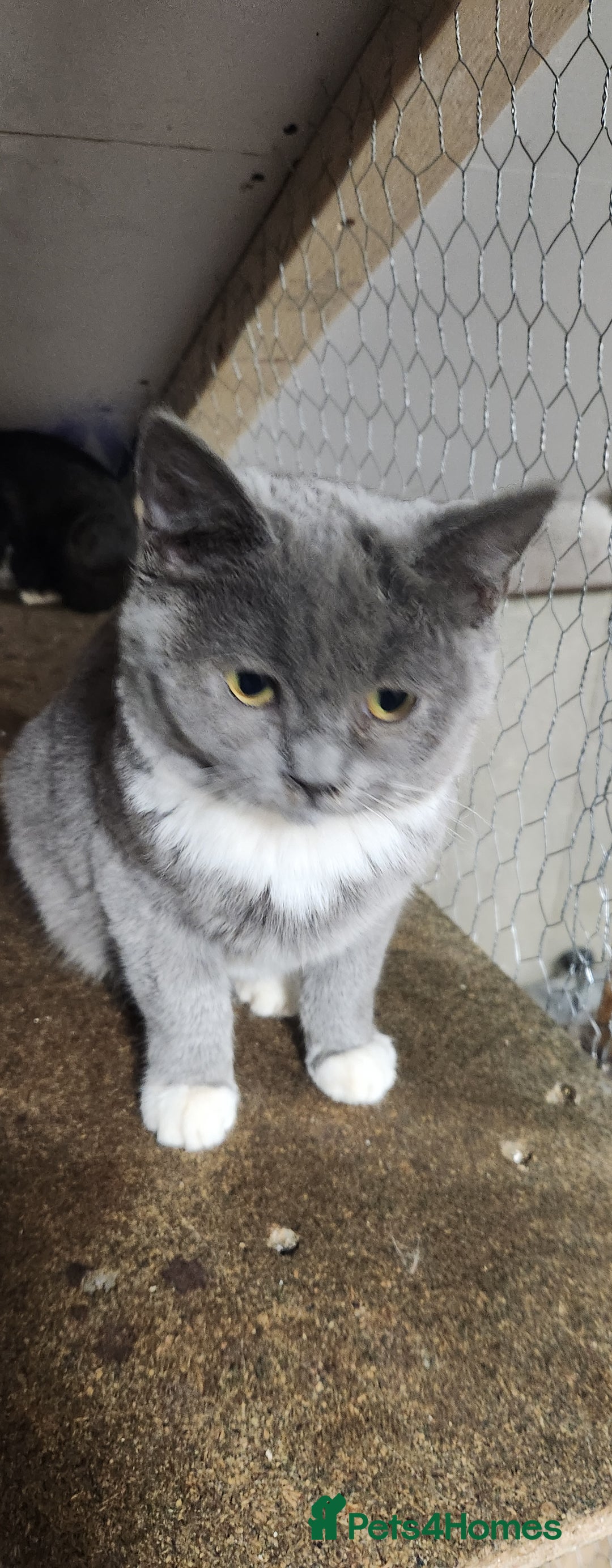 British Shorthair cats for sale: British Short-hair kitten - Image 4