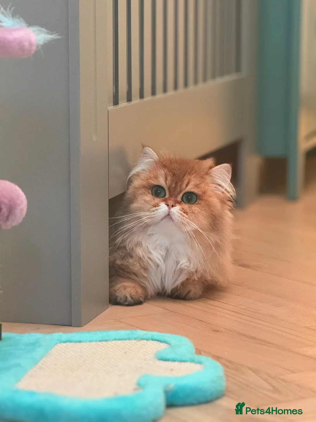 British Longhair cats for sale: Golden British Longhair Male - TICA Registered - Advert 2