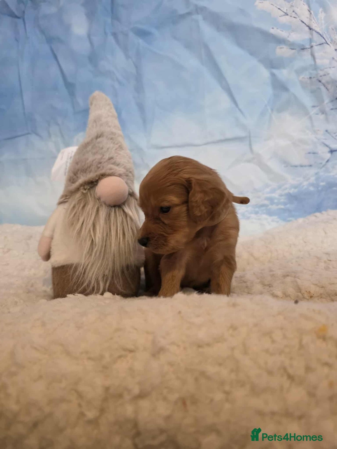 Irish Doodle dogs for sale: Stunning mahogany red Irish doodles READY NOW   - Advert 17