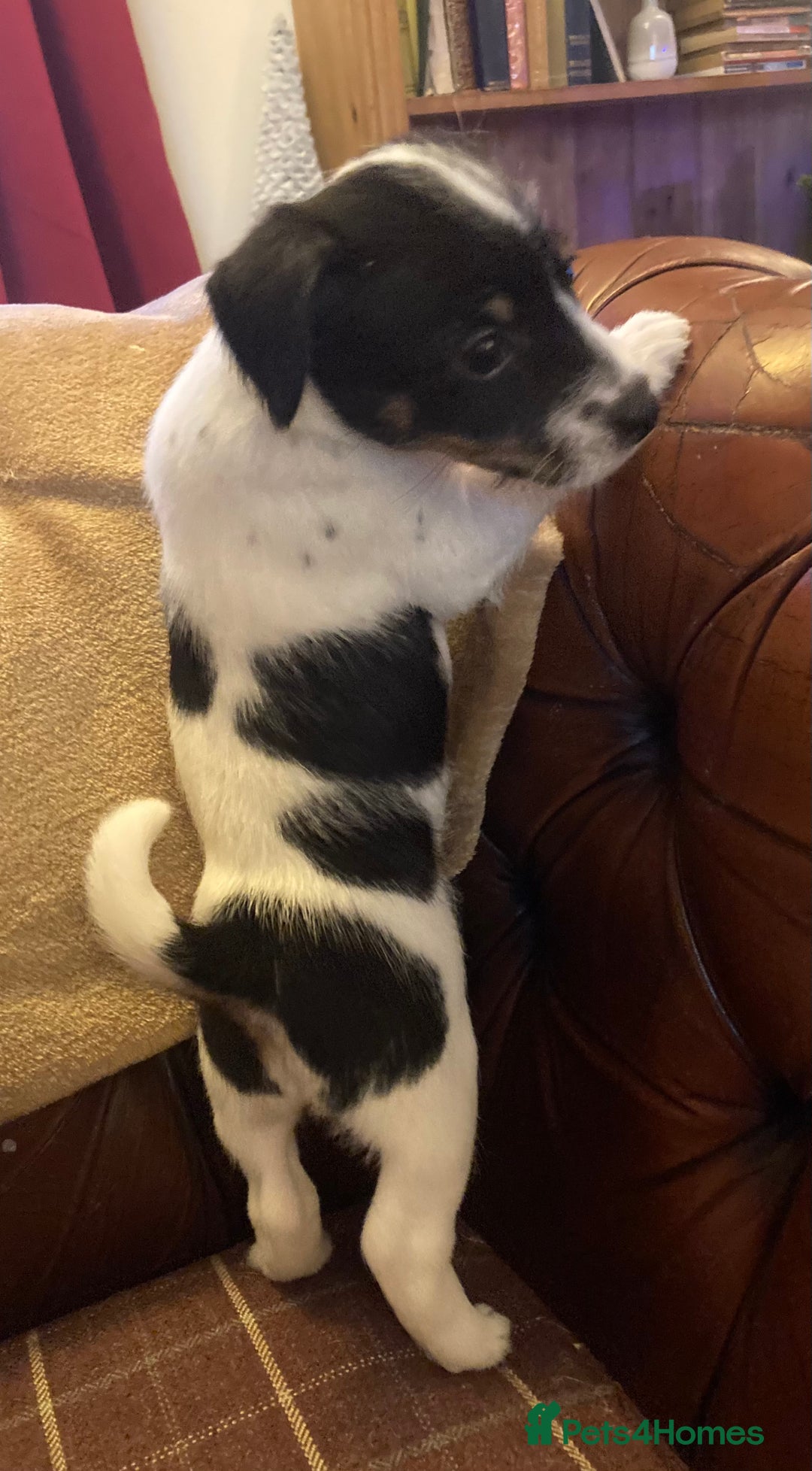 Jack Russell dogs for sale: Jack Russel pups. Two left one girl one boy - Advert 13
