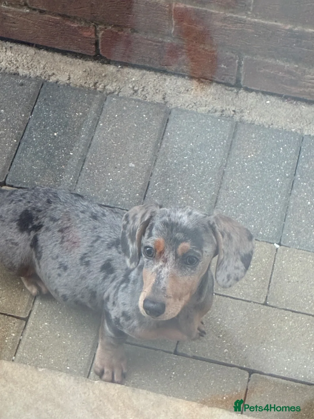 Dachshund dogs for sale: Dachshund girl  - Advert 2