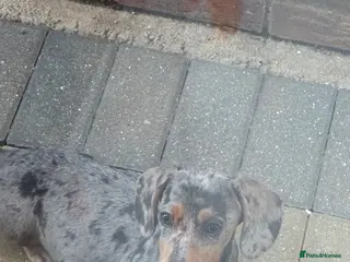 Dachshund dogs Dachshund girl - Advert 1