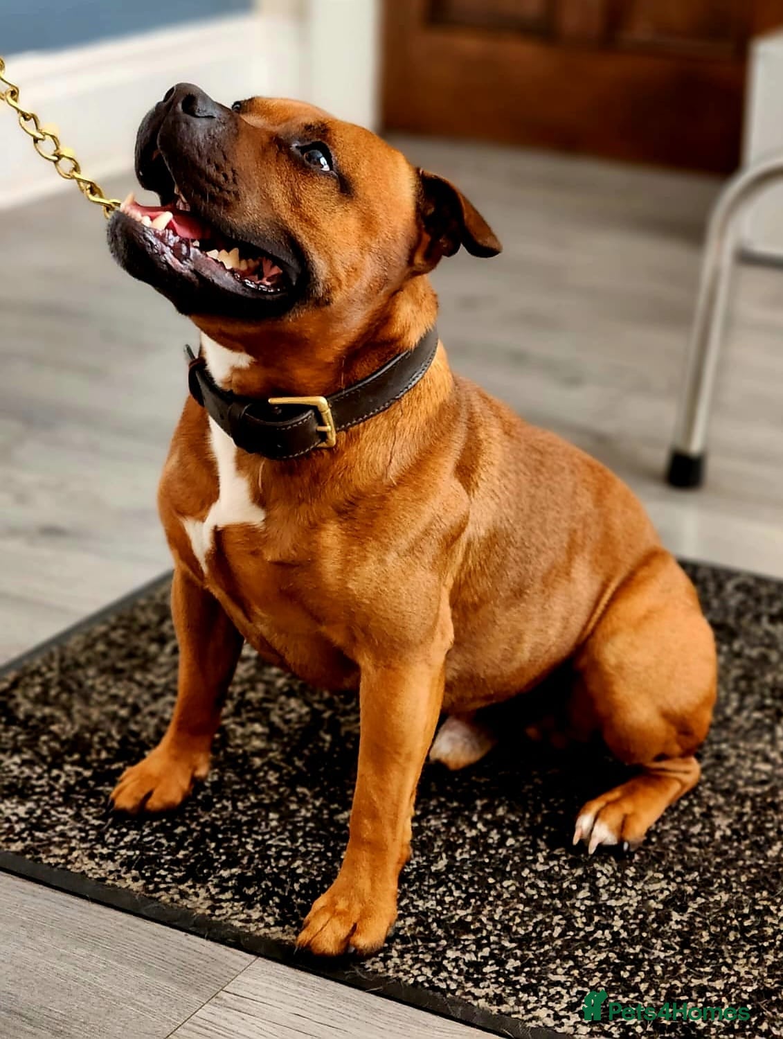 Staffordshire Bull Terrier dogs Staffordshire Bull Terrier Stud in Wolverhampton - Advert 4