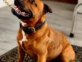 Staffordshire Bull Terrier dogs Staffordshire Bull Terrier Stud in Wolverhampton - Advert 8
