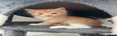 Ragdoll 5