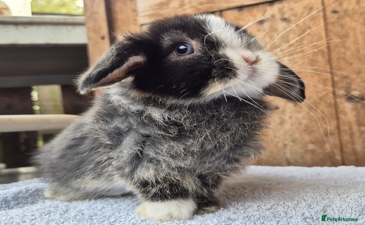 Mini Lop rabbits - Advert 1