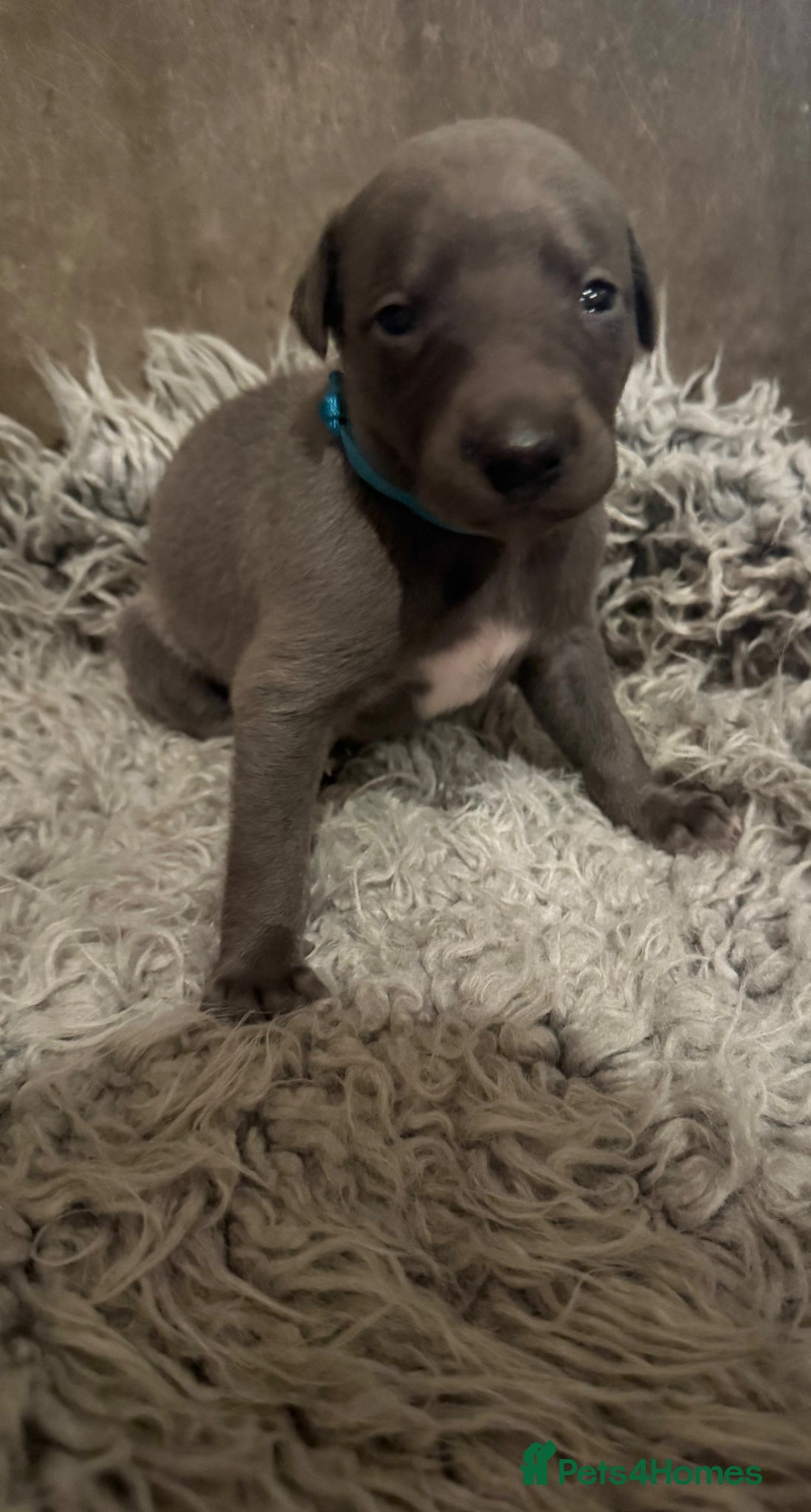 Whippet dogs for sale: 💙 Stunning KC Registered Blue Whippet Puppies  - Advert 21