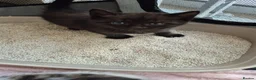 Mixed Breed cats for sale: 3 Adorable Kittens Looking for Homes - Advert 2