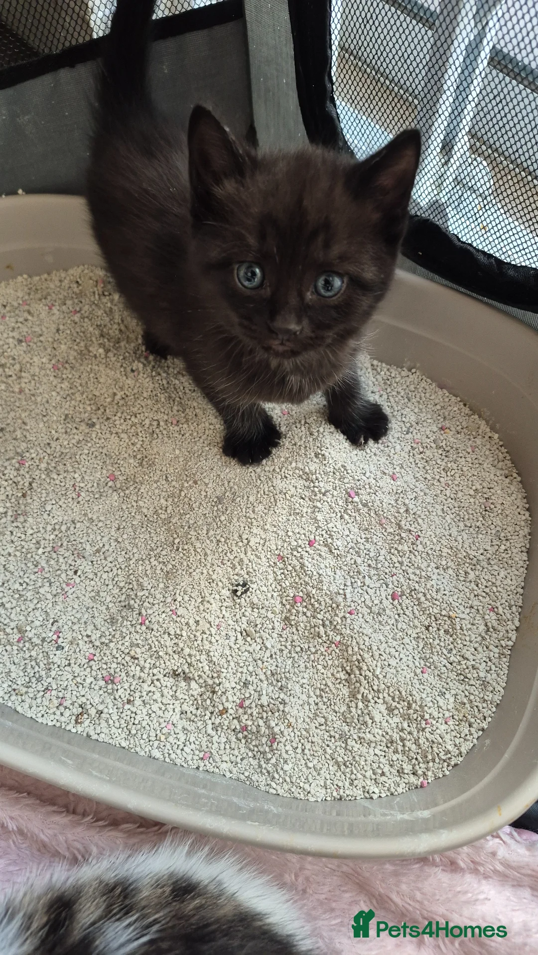Mixed Breed cats for sale: 3 Adorable Kittens Looking for Homes - Advert 2