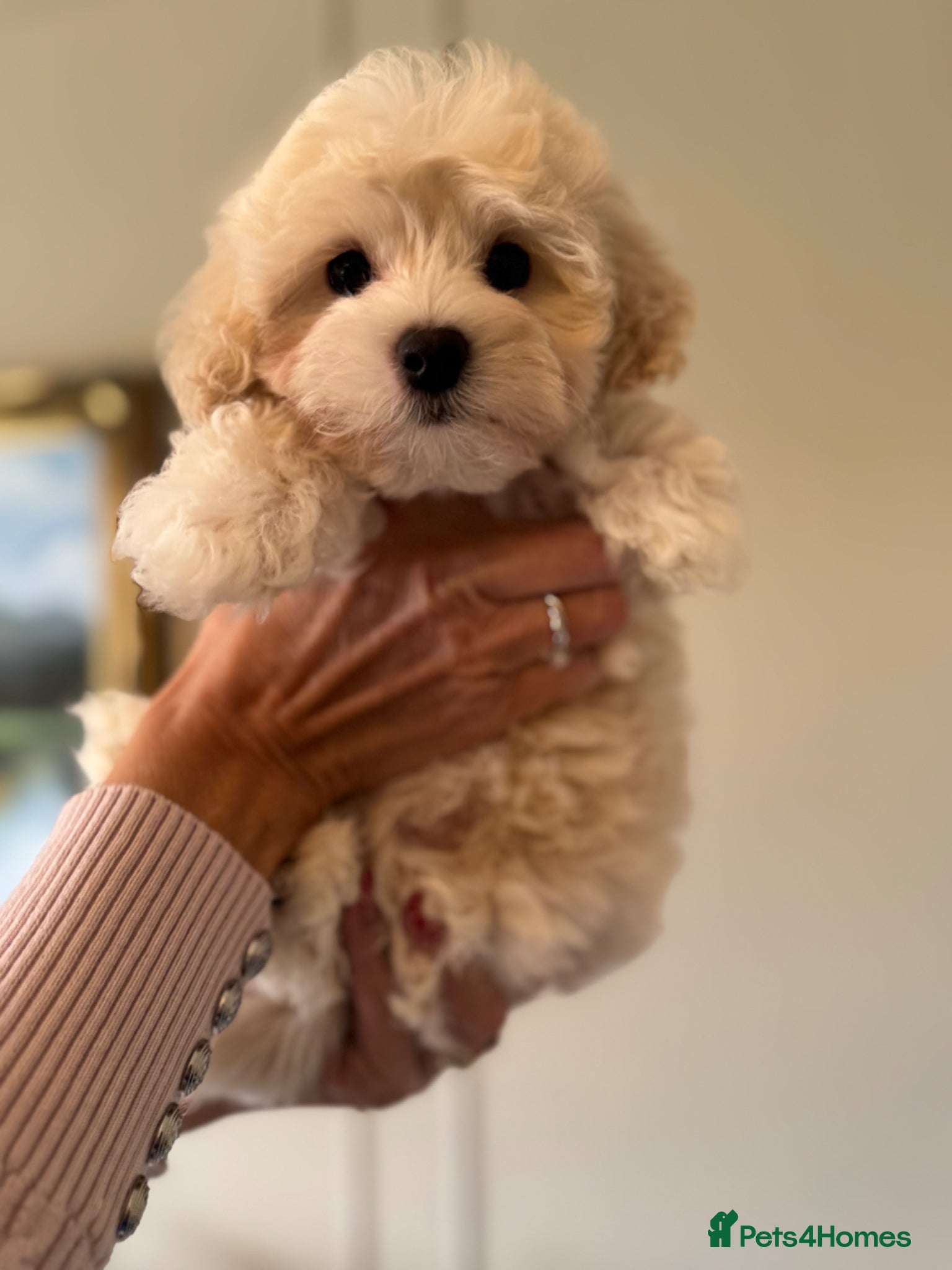 Maltipoo dogs 💗 Maltipoo Puppy – DNA Clear, Family Raised 💗 - Advert 8