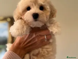 Maltipoo dogs 💗 Maltipoo Puppy – DNA Clear, Family Raised 💗 - Advert 8