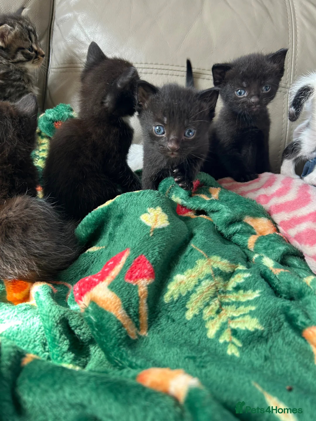 Siamese cats for sale: 2 Siamese cross kittens - Advert 1