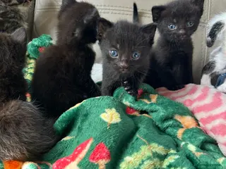 Siamese cats 2 Siamese cross kittens - Advert 1