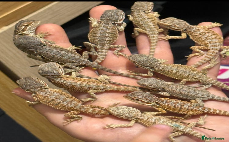 Bearded Dragon reptiles - Advert 9