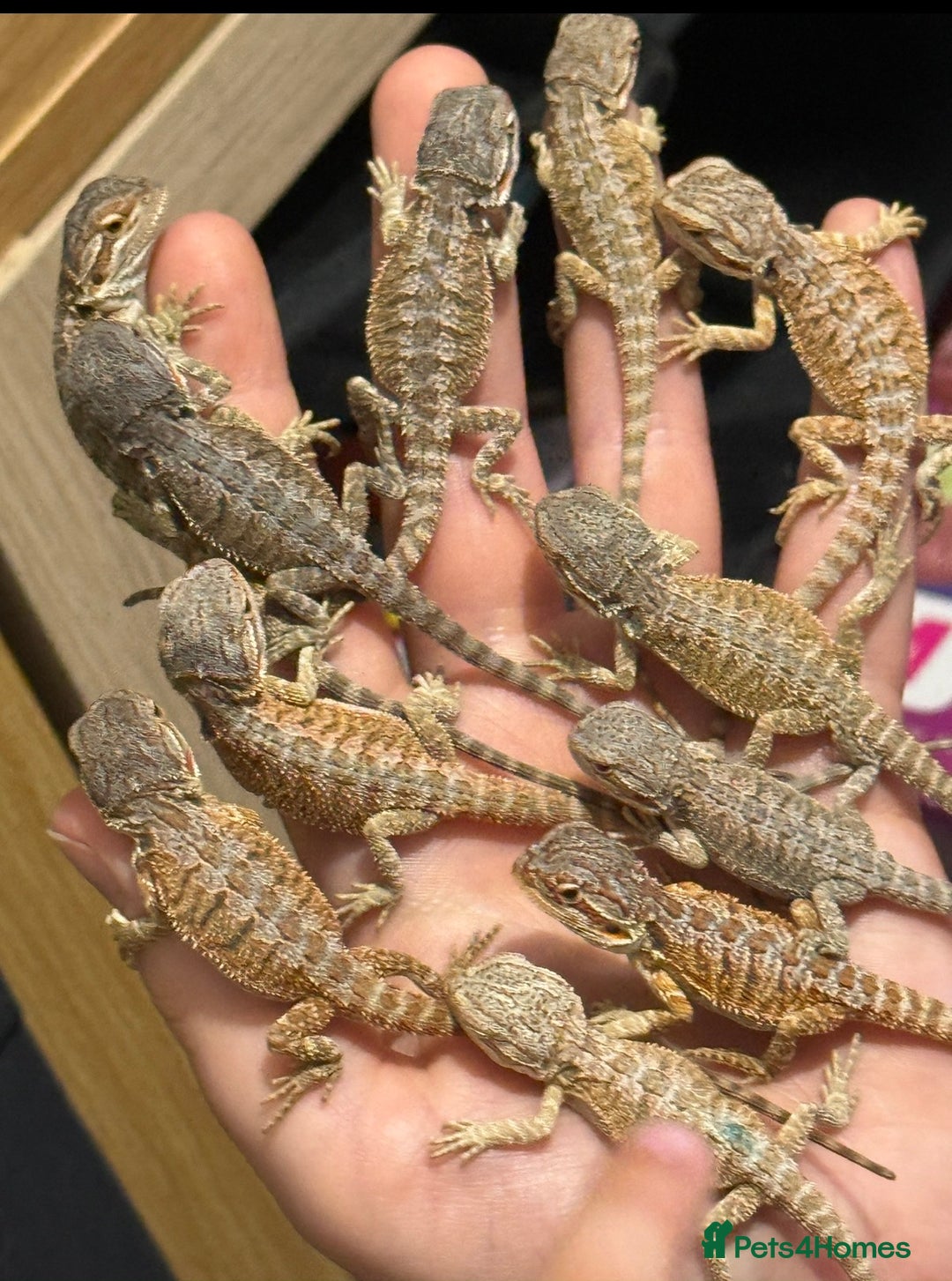 Bearded Dragon reptiles for sale: 🔥🔥🔥 BABY BEARDED DRAGONS 🔥🔥🔥 - Image 2