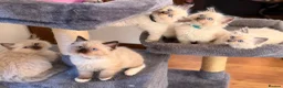 Ragdoll cats for sale: 🐾 Ragdoll Kittens 🐾 - Advert 34