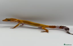 Gecko reptiles for sale: Leopard Gecko with Enclosure - Image 2