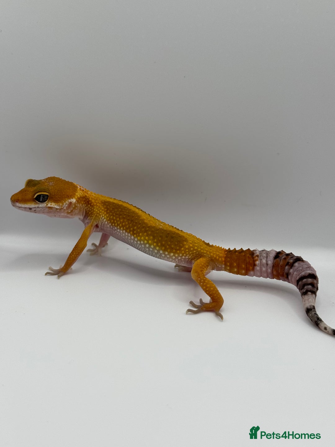 Gecko reptiles for sale: Leopard Gecko with Enclosure - Image 2