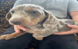 Miniature Dachshund dogs for sale: Miniature dachshund  - Image 10