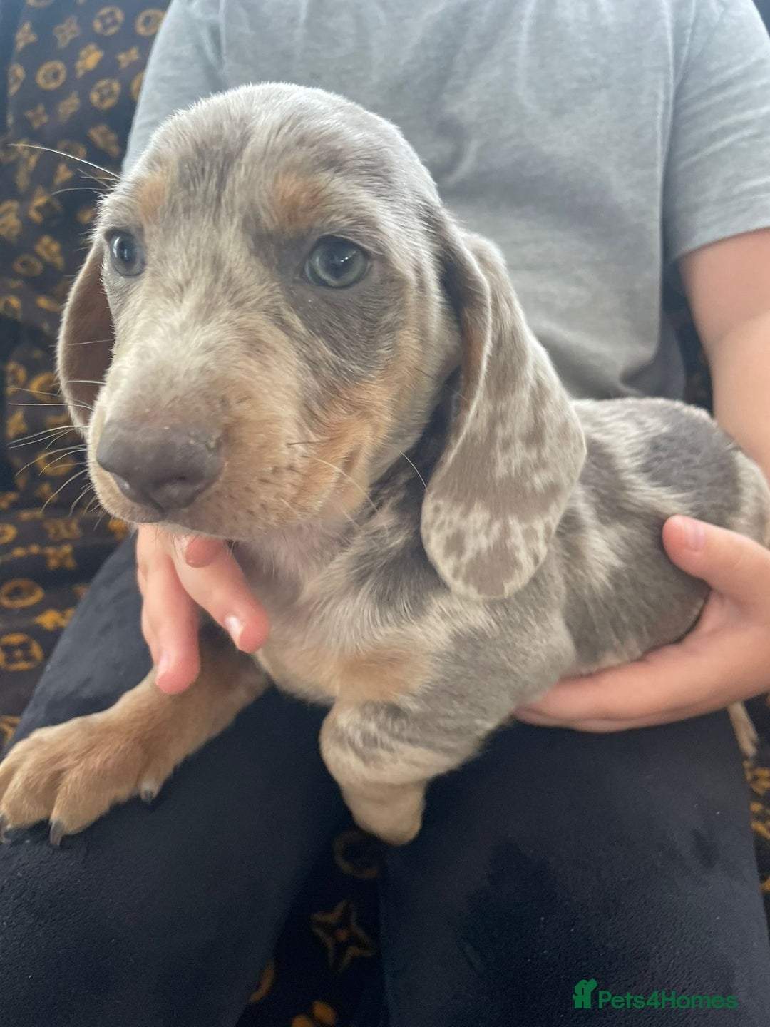Miniature Dachshund dogs for sale: Miniature dachshund  - Image 10