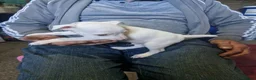 Jack Russell dogs for sale: Parson jack russles 1 boy left  - Advert 3
