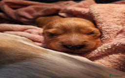 Mixed Breed dogs for sale: Adorable Cavapoo Puppies 🐶  - Image 25